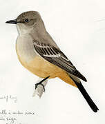 Say's Phoebe