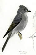 Smoke-colored Pewee