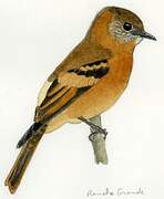 Cinnamon Flycatcher