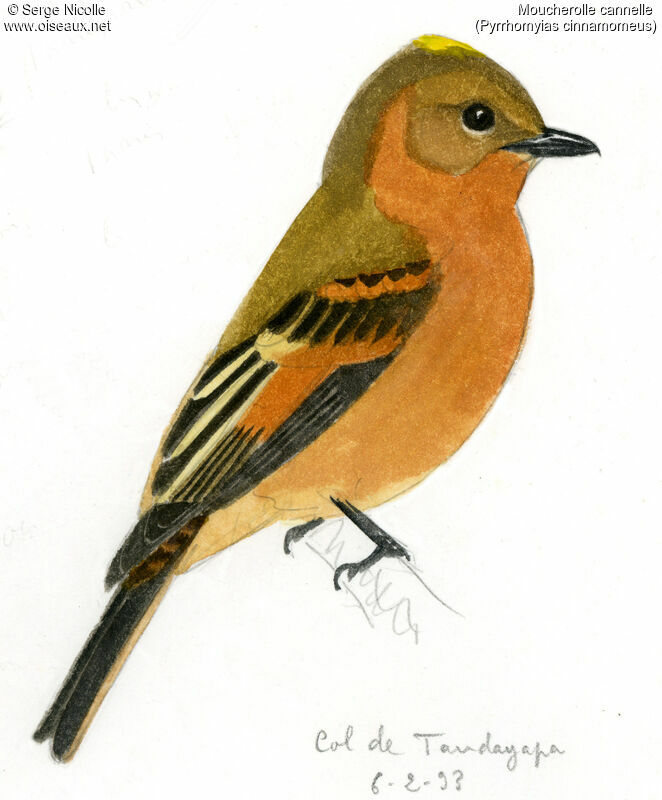 Cinnamon Flycatcher, identification