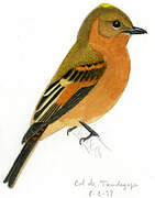 Cinnamon Flycatcher