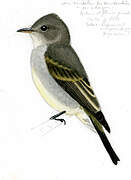 Southern Tropical Pewee