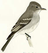 Tropical Pewee