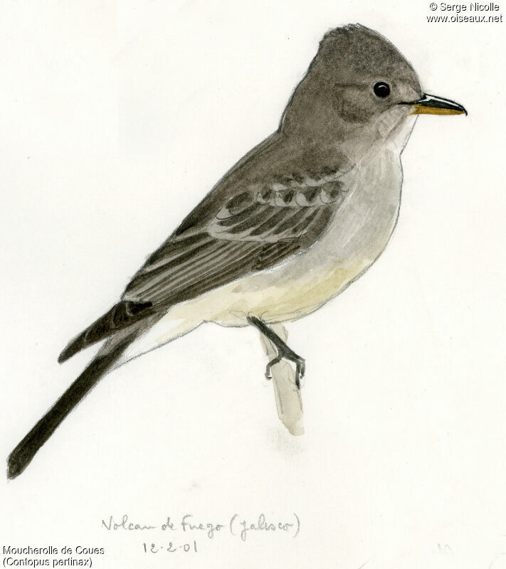 Greater Pewee, identification