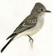 Greater Pewee