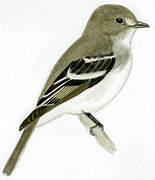 Alder Flycatcher