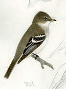 Alder Flycatcher