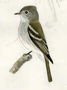 Pine Flycatcher