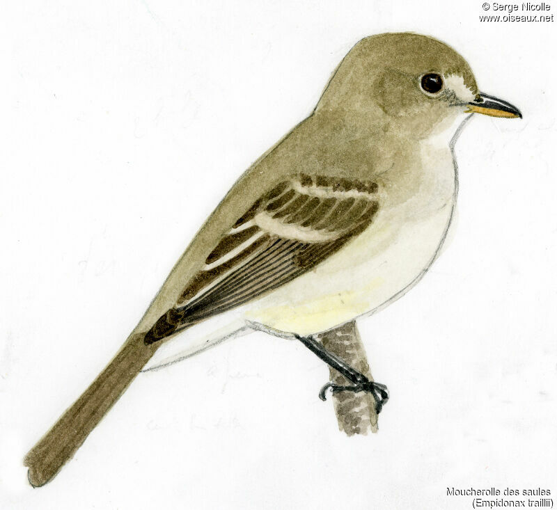 Willow Flycatcher, identification