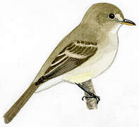 Willow Flycatcher