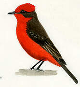 Scarlet Flycatcher