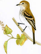 Bran-colored Flycatcher