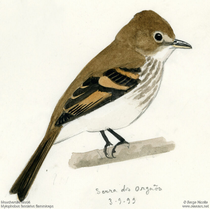 Bran-colored Flycatcher, identification