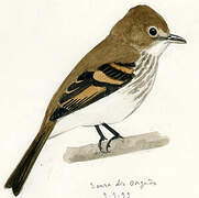 Bran-colored Flycatcher