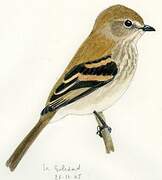 Bran-colored Flycatcher