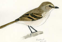 Fuscous Flycatcher