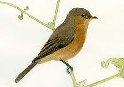 Lesser Antillean Pewee