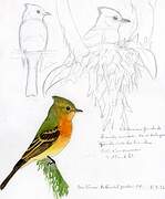 Northern Tufted Flycatcher