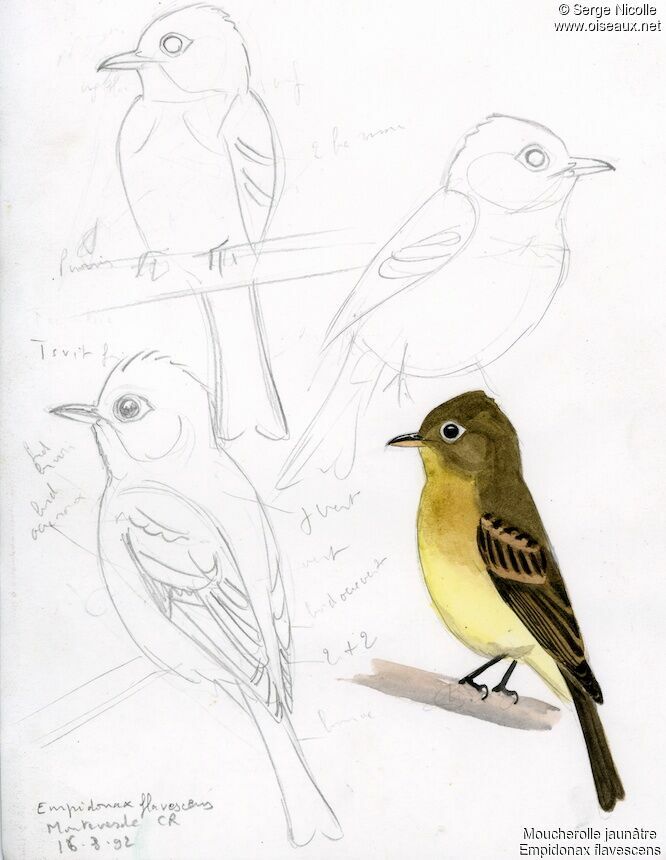 Yellowish Flycatcher, identification