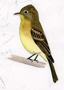 Yellowish Flycatcher