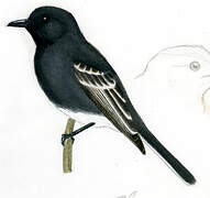 Black Phoebe