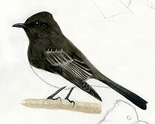 Black Phoebe