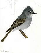 Blackish Pewee