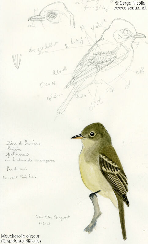 Western Flycatcher, identification