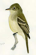 Western Flycatcher