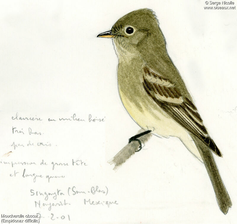 Western Flycatcher, identification