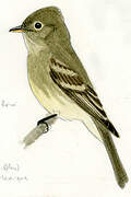 Western Flycatcher