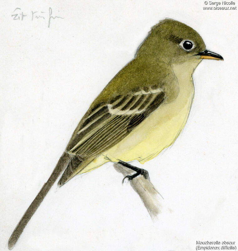 Western Flycatcher, identification