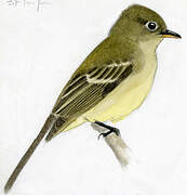 Western Flycatcher