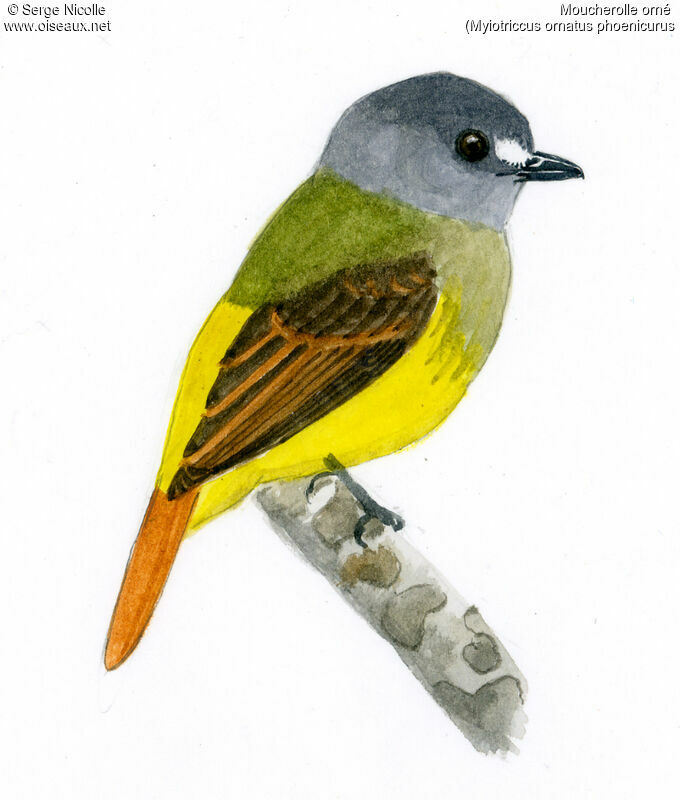 Ornate Flycatcher, identification
