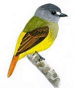 Ornate Flycatcher