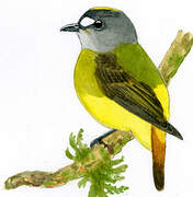 Ornate Flycatcher