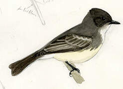 Eastern Phoebe