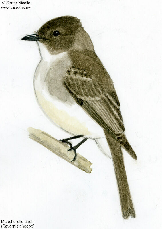 Eastern Phoebe, identification