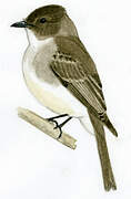 Eastern Phoebe