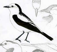 Pied Water Tyrant