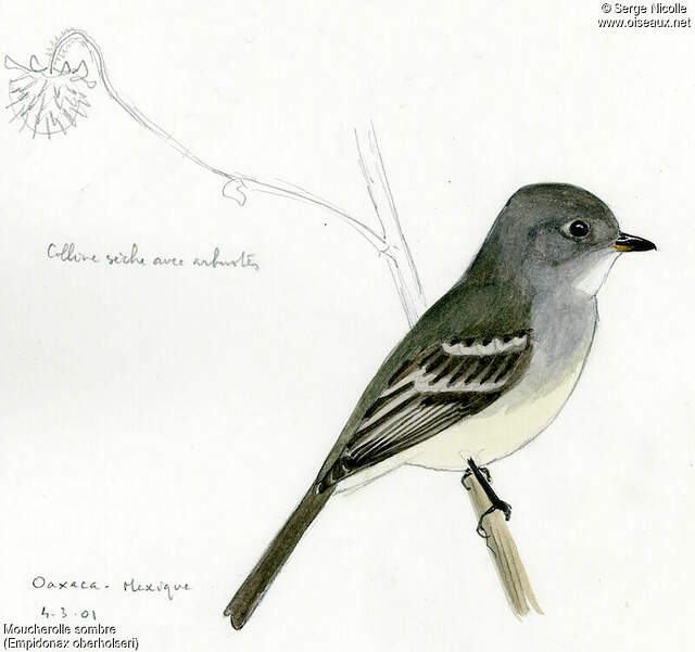 Moucherolle sombre seni149288