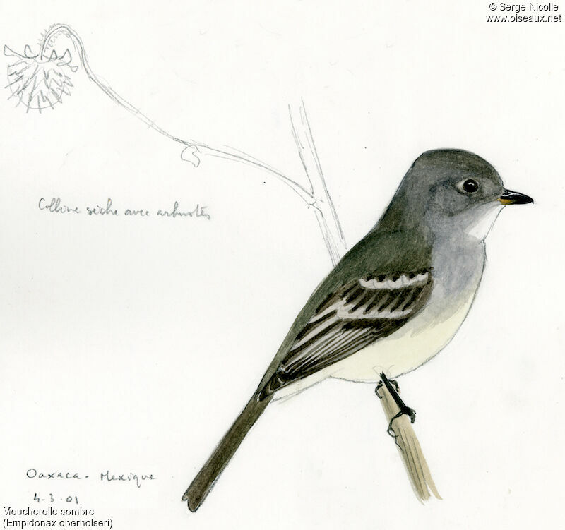 American Dusky Flycatcher, identification