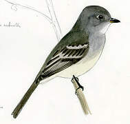 American Dusky Flycatcher