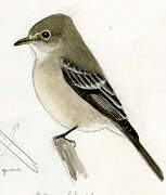 American Dusky Flycatcher