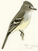 Least Flycatcher