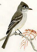 Cuban Pewee