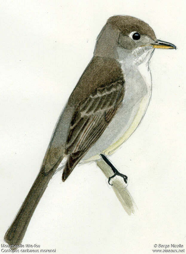 Cuban Pewee, identification