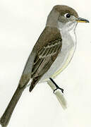 Cuban Pewee