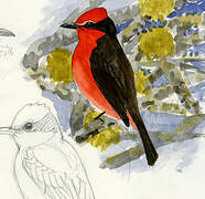 Vermilion Flycatcher