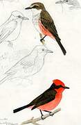 Vermilion Flycatcher